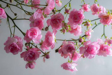 Beyaz arka plan üzerinde izole hafif pembe Gül.