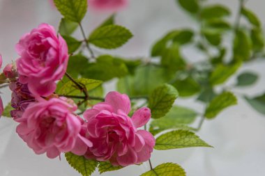 Beyaz arka plan üzerinde izole hafif pembe Gül.