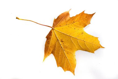 Sonbahar sembolü olarak sarı akçaağaç yaprağı. Beyazda izole edilmiş.