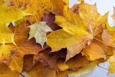 Akçaağaç ağaç arka plan yaprak sonbaharın renkli arka plan kapatın. Çok renkli akçaağaç sonbahar arka plan bırakır. Yüksek kaliteli çözünürlüklü resim