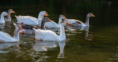 Evcil kazlar suda yüzer. Nehirde beyaz bir kaz sürüsü.