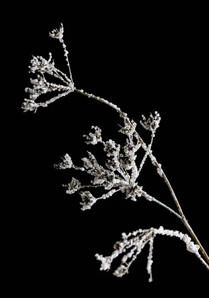 Flores Congeladas Zanahoria Blanca Salvaje Fondo Negro Textura Patrón Para —  Fotos de Stock