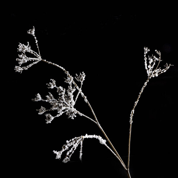 Frozen white wild carrot flowers. black background, pattern texture for design.