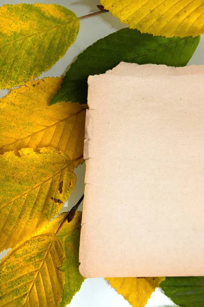 Foglie Autunno Sul Vecchio Foglio Carta Isolato Bianco — Foto Stock