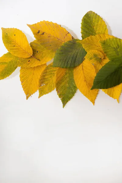 Gräns Ram Färgglada Höstlöv Isolerad Vit — Stockfoto