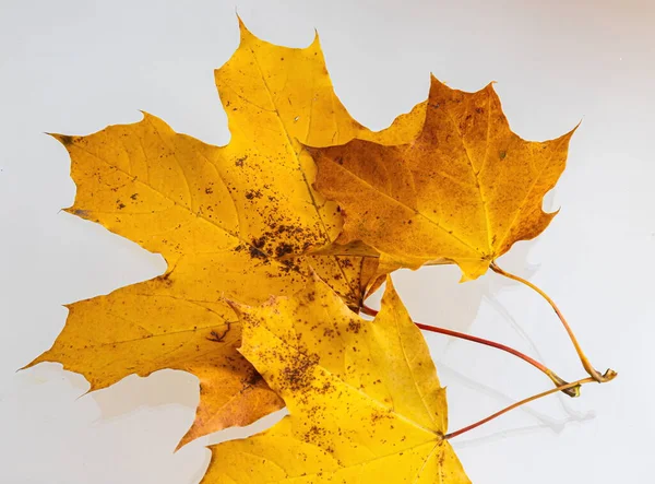 Žlutý Javorový List Jako Podzimní Symbol Izolováno Bílém — Stock fotografie