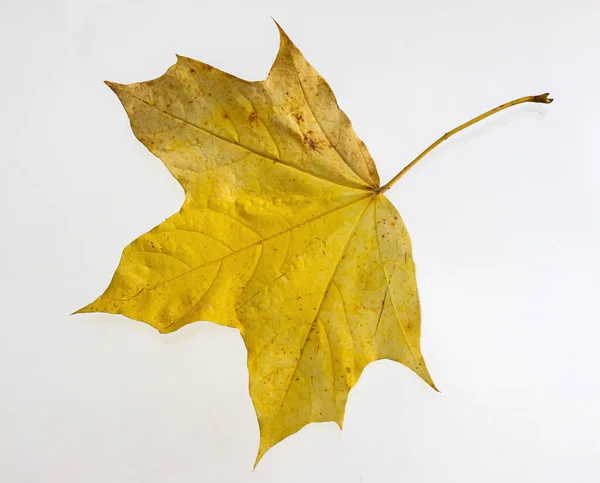 Žlutý Javorový List Jako Podzimní Symbol Izolováno Bílém — Stock fotografie