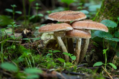 Bir grup yenilebilir yaban mantarı, bal aromalı. Mantar ailesi. Peri ormanı, yumuşak yosun.