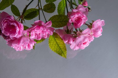 Beyaz arka planda pembe gül ve taç yapraklarının çiçek aranjmanı. Tatil konsepti..