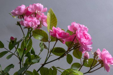 Beyaz arka plan üzerinde izole hafif pembe Gül.