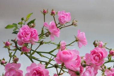 Beyaz arka plan üzerinde izole hafif pembe Gül.