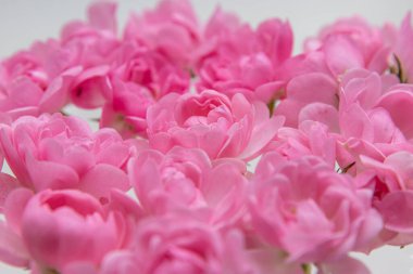 Beyaz arka plan üzerinde izole hafif pembe Gül.