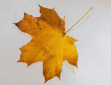 Sonbahar sembolü olarak sarı akçaağaç yaprağı. Beyazda izole edilmiş.