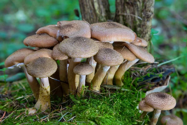 Group Edible Wild Mushrooms Honey Agaric Family Mushrooms Fairy Forest — Stock Photo, Image