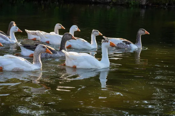 Domowe Gęsi Pływają Wodzie Stado Białych Pięknych Gęsi Rzece — Zdjęcie stockowe