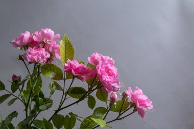 Metin için boş yeri olan pembe güller..