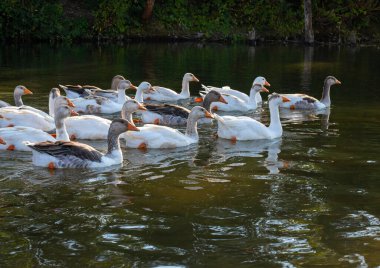 Çiftlik hayatı. Mavi bir gölette beyaz ve gri kaz sürüsü yüzer..