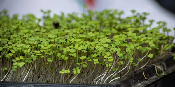 Microverde Verde Vegetal Jovem Microverde Brotos São Vegetais Broto Vivos — Fotografia de Stock