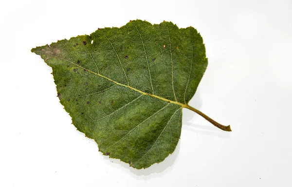 Höst Björk Gula Blad Isolerad Vit Bakgrund — Stockfoto