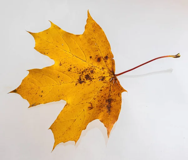 Gult Lönnlöv Som Höstsymbol Isolerad Vitt — Stockfoto