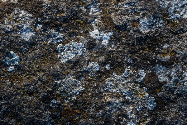 Oude Steen Met Mos Textuur Achtergrond — Stockfoto
