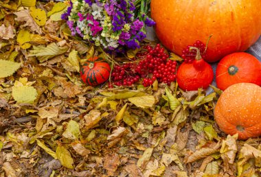 Sonbahar kompozisyonu sarı yaprakların arka planında meyve kabağı çiçekleri.