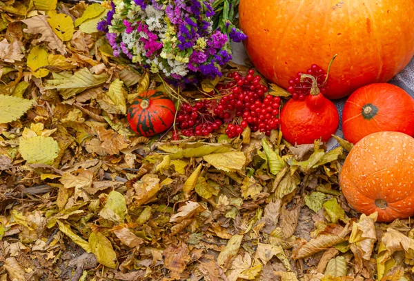 Sonbahar kompozisyonu sarı yaprakların arka planında meyve kabağı çiçekleri.