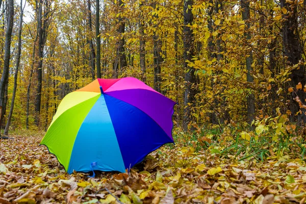 Colorful Umbrella Lying Yellow Leafs Autumn Day — Stock Photo, Image