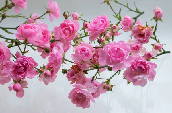 Beyaz arka plan üzerinde izole hafif pembe Gül.