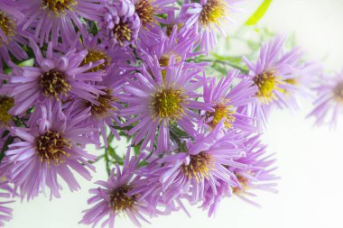 Beyaz bir arka plan üzerinde güzel mor krizantem buket.