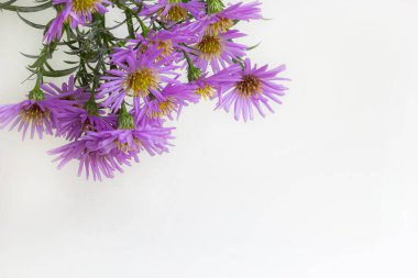 Beyaz bir arka plan üzerinde güzel mor krizantem buket.