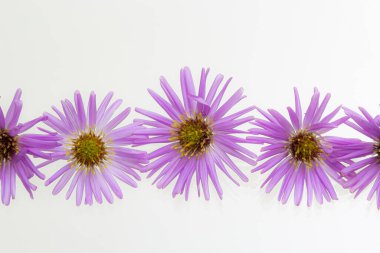 Güzel pembe tecavüzlerim beyaz bir arka planda çiçek açıyor..