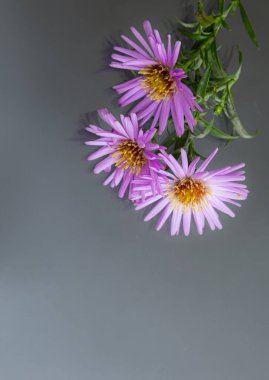 Siyah arka planda mor çiçeklerin yakın çekimi. Boşluğu kopyala.