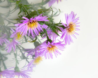 Beyaz bir arka plan üzerinde güzel mor krizantem buket.