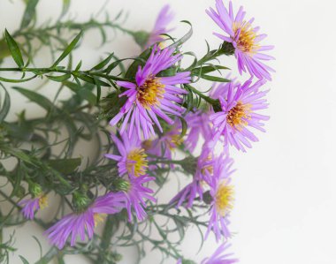 Beyaz bir arka plan üzerinde güzel mor krizantem buket.