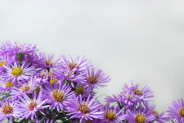 Bouquet Beautiful Purple Chrysanthemums White Background — Stock Photo, Image