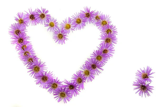 Herzsymbol Aus Violetten Blüten Und Kamille Isoliert Auf Weißem Hintergrund — Stockfoto
