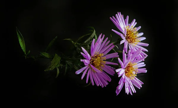 Close Purple Flowers Dark Background Copy Space — Stock Photo, Image