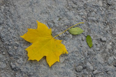 Güzel sonbahar sarı akçaağaç yaprağı, ıslak asfaltta uzanıyor, yalnız, üst manzara, yakın çekim, kopyalama alanı. Sonbahar ve serinletici sarı yapraklı gri arka planda bir ağacın sembolü. Sonbahar konsepti.