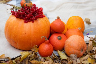 Sonbahar yapraklarında balkabakları. Sonbahar arka planında turuncu ruh hali, üst görünüm.