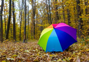 Renkli şemsiye sarı yalan sonbahar günü yapraklar.