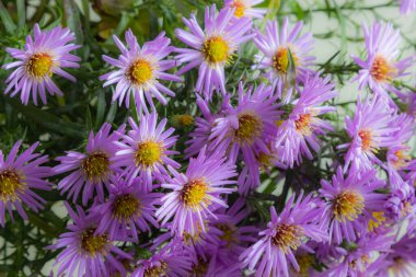 Beyaz bir arka plan üzerinde güzel mor krizantem buket.