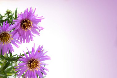 Beyaz bir arka plan üzerinde güzel mor krizantem buket.