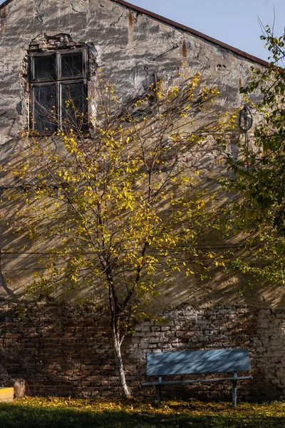 秋树下的木制长椅 墙的背景 — 图库照片