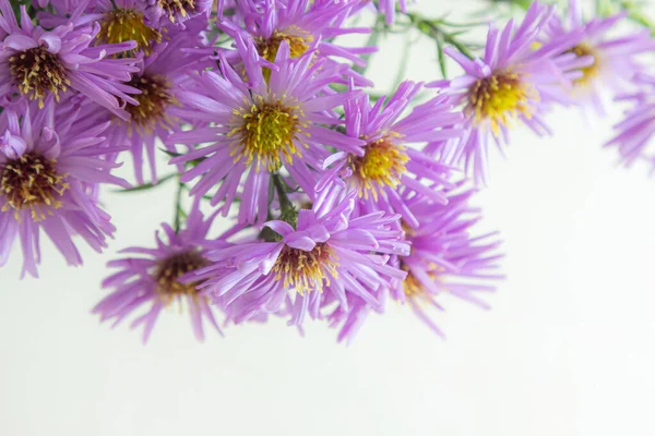 Bouquet Beaux Chrysanthèmes Violets Sur Fond Blanc — Photo