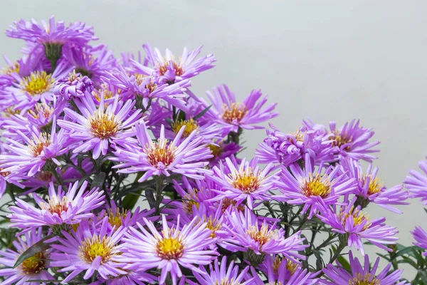 Strauß Schöner Lila Chrysanthemen Auf Weißem Hintergrund — Stockfoto