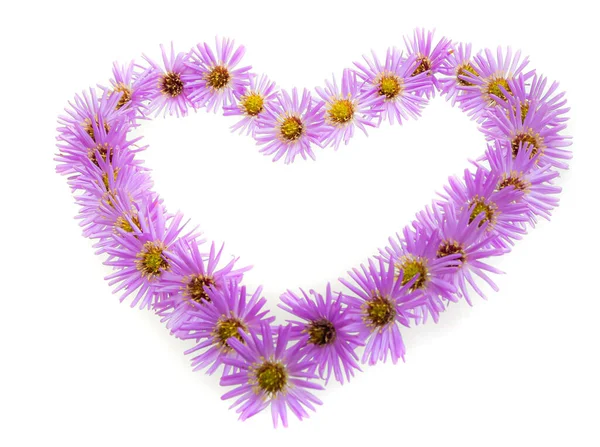 Символ Сердца Фиолетовых Цветов Ромашки Выделен Белом Фоне Плоский Лежал — стоковое фото