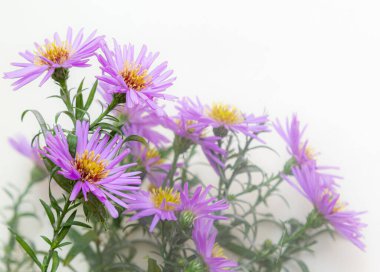 Beyaz bir arka plan üzerinde güzel mor krizantem buket.