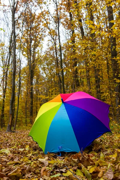 Renkli şemsiye sarı yalan sonbahar günü yapraklar.