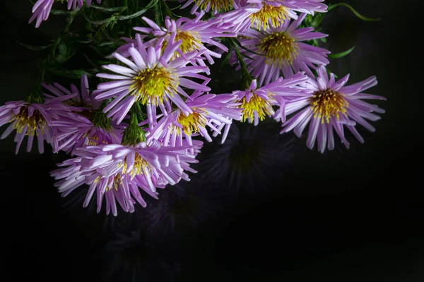 Nahaufnahme Lila Blüten Auf Dunklem Hintergrund Kopierraum — Stockfoto